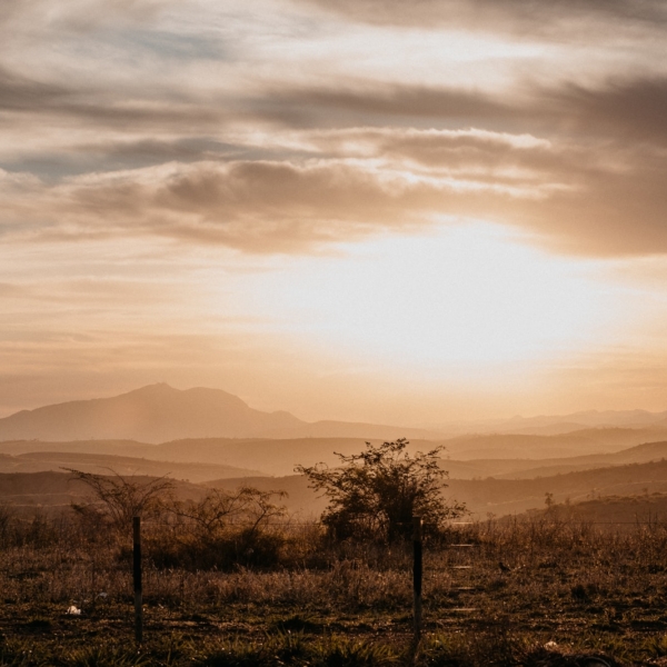 green trees on brown field during sunset